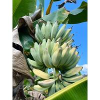 ราคา หักมุกนวล หน่อกล้วยหักมุกนวล (12293245790)