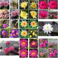ราคา มี 44 สี ต้น บัว บัวประดับ บัวปลูกในอ่าง บัวมงคล บัวนอก บัวไทย ทับทิมสยาม วันวิสาข์ โคโรลาต้า กวักทรัพย์ ลินซี่วูด (25028741506)