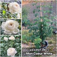 ราคา กุหลาบ-มองเคอร์ สีขาว​ Mon Coeur White (กระถาง 12 นิ้ว) ไร้หนาม-หนามน้อย สีขาว ทรงถ้วย ดอกดกเป็นช่อ กลิ่นหอม เลี้ยงง่าย (27773579593)