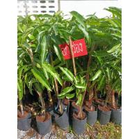 ราคา ต้นมะม่วงอกร่องทอง แบบทาบกิ่ง (4565154875)