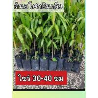 ราคา ต้นอโศกอินเดีย ชุด 2 ต้น (23449169996)