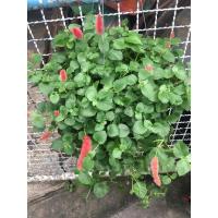 ราคา ต้นหางกระรอกแดงเลิ้อย (แถมปุ๋ย1กระปุก) (6661758947)