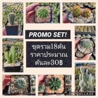 ราคา กระบองเพชร แคคตัส (Cactus) PROMO SET ขายส่ง 18 ต้น ราคาถูก เฉลี่ยต้นล่ะ 30.- (4959344456)