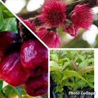 ราคา ชมพู่มะเหมี่ยว ลูกใหญ่ (8891609962)