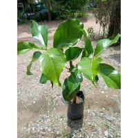 ราคา ชมพู่มะเหมี่ยว ผลแดงสด ดอกหอม เนื้อแน่นหวานฉ่ำ ❤️ (52700964460)