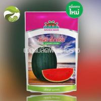 ราคา เมล็ดพันธุ์ แตงโม กินรี เอ็กตร้า แตงโม ตรา ตะวันต้นกล้า (21244903645)