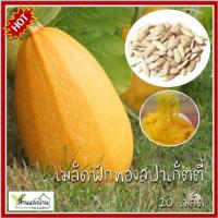 ราคา 20 เมล็ด ฟักทองสปาเก็ตตี้ Spaghetti Squash เมล็ดฟักสปาเก็ตตี้ ฟักทองสปาเก็ตตี้ (4879134633)