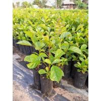 ราคา ต้นแคนา เพาะเมล็ดชุด 4 ต้น 109 บาท ไม้ยืนต้น ดอกทานได้ สีขาวมีกลิ่นหอม ดอกแคนา นำมาลวกกินกับน้ำพริก (16094884699)