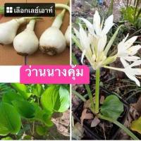 ราคา ว่านนางคุ้ม หัวละ 50 บาท ว่านมงคลสายมู.. ว่านนางคุ้ม หรือ ว่านผู้เฒ่าเฝ้าบ้าน (54101183770)