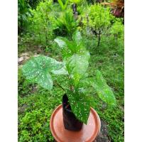 ราคา สาวน้อยปะแป้งต้นสูง 1 ฟุต สวย น่ารัก (13906456303)