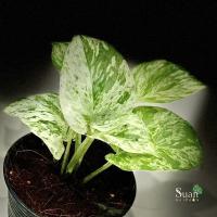ราคา พลูราชินีหินอ่อน Marble Queen (10211067169)