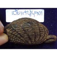 ราคา หลวงปู่บุญ วัดกลางบางแก้ว นครปฐม เบี้ยแก้ ลงรักดำ (19136931305)