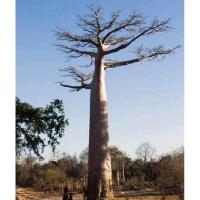 ราคา เบาบับพันธุ์ซา (Adansonia za) จากมาดากัสการ์ เมล็ดละ 50 บาท (4640452894)