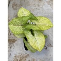 ราคา ต้นออมทอง ออมทอง เสริมบารมี ไม้มงคล (4644938742)