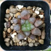 ราคา ฮาโวเทีย Haworthia obtusa OB-1หยดน้ำ ไม้นำเข้า (4502590870)