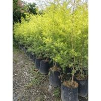 ราคา ต้นหลิวทอง ต้นขนาด 1-1.2เมตร (25635817633)