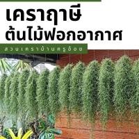 ราคา (2 ขีด) Spanish moss เคราฤาษี ยาว 50-60 เซน คัดพิเศษ ไม้ประดับ ตกแต่งสวน เครื่องฟอกอากาศธรรมชาติ (19991127990)