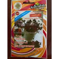 ราคา เมล็ดกะหล่ำปลีแดง 10 แถม 1 กะหล่ำปลี เออลี่เรด red cabbage(sprouts) เมล็ดพันธุ์ผัก กะหล่ำปลี กะหล่ำ ต้นอ่อนกะหล่ำปลี (15584916764)