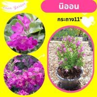 ราคา ต้นนีออน กระถาง 11 นิ้ว (8969043969)