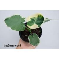 ราคา ถุงเงินถุงทอง 3 ต้น100 (12147523808)