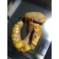 ราคา ไม้ไผ่คต ของดี ของทนสิทธิ์ ที่เกิดขึ้นเองตามธรรมชาติ (28002891525)