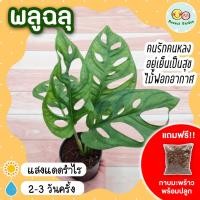 ราคา พลูฉลุ กระถาง 3 นิ้ว (แถมกาบมะพร้าวพร้อมปลูก) พลูด่างใบฉลุ ต้นไม้ฟอกอากาศ ต้นไม้ในร่ม ต้นไม้ในออฟฟิศ ต้นไม้ พลูด่าง (14977611518)