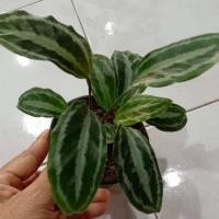 ราคา ต้นคล้าใบแตงโม (ค้าขายร่ำรวย)กระถาง4นิ้ว (15133608872)