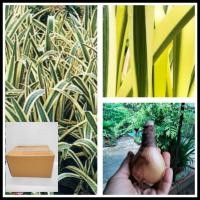 ราคา ว่านสี่ทิศ ว่านสี่ทิศรางทองใบด่าง 1หัว ว่านสี่ทิศด่าง หัว ไม้มงคล: พลับพลึงด่าง ว่านสี่ทิศรางทองด่าง (5787431050)