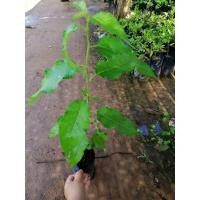 ราคา ต้นพญาเสือโคร่งดอกสีขาว (7796982027)