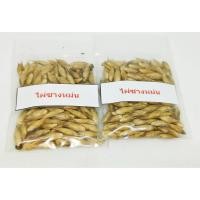 ราคา ซื้อ 1 ชุดแถม 1 ชุด เมล็ดพันธุ์ไผ่ซางหม่น Dendrocalamus sericeus ไผ่นวลราชินี หญ้ายักษ์ 50 เมล็ดแถม 50 เมล็ด (5506211847)
