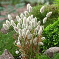 ราคา 80 เมล็ด Bunny Tails Seeds บันนี่ เทลส์ หญ้าหางกระต่าย ดอกหญ้า ดอกสีขาว (42222930674)