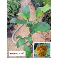 ราคา ต้นจำปาดะยวงทองนาทวี ต้นทาบกิ่ง ส่งเป็นต้นพันธุ์คะ ขนาดต้น50-70ซม.ต้นพร้อมส่ง (25171022346)