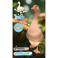 ราคา ไข่ห่านโทเลาซ์ ห่านตูลูส ไข่เชื้อสำหรับฟัก รับประกันเชื้อ กรุณาแจ้งหลังจากรับไข่ภายใน 7-10 วัน (40628263883)