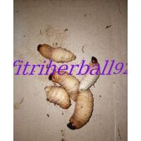 ราคา แพ็คเกจเหยื่อตกปลากาลามาหรือปลาดุก 10 ตัว (56705089529)