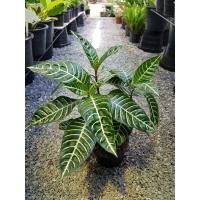 ราคา ม้าลาย ไม้ฟอกอากาศ ไว้ในบ้านได้ ในห้องนอนได้ (5245853950)