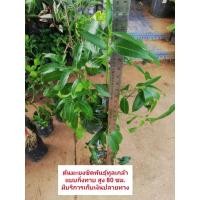 ราคา ต้นมะยงชิดทูลเกล้า,มะปรางหวานทองนพรัตน์,ศรีมาลา,สุวรรณ​บาตร​ แบบกิ่งทาบ สูง 80 ซม. ราคา 330-390 บาทค่ะ (8719422720)