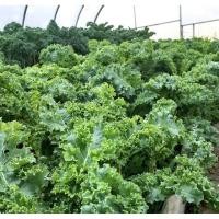 ราคา เมล็ดเคลใบหยิกสีเขียว Green Kale Seed บรรจุ 100 เมล็ด (8244194843)