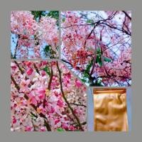 ราคา เมล็ดพันธุ์คูณขาวชมพูหรือกัลปพฤกษ์ (4753424645)