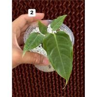 ราคา Anthurium Veitchii (king) คิง (29127598080)