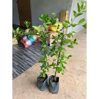 ราคา ต้นเชอรี่หวานหรือเชอรี่ไทย (กิ่งตอน2ต้น) (44358191250)