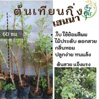ราคา ต้นเทียนกิ่ง กิ่งตอน ต้นกาว ต้นเฮนน่า สมุนไพร ย้อมสีผม ย้อมผมขาว ปิดผมขาว ไม้ประดับ แต่งสวน (41810924140)
