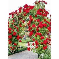 ราคา เมล็ดพันธุ์ กุหลาบเลื้อย กุหลาบ สีแดง 30 เมล็ด Red Rose Seed เมล็ดพันธุ์ (8976569163)