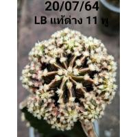 ราคา แคคตัส/ยิมโนด่าง/LB แท้ด่างกราฟตอสามเหลี่ยม (9076884485)