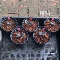 ราคา กวักมรกตใบดำ กวักนิล Zamioculcas zamifolia (ZZ Black Raven) Lot.10 (4145013271)