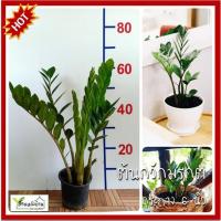 ราคา ต้นกวักมรกต กวักมรกต ไม้มงคลเรียกทรัพย์ ต้นไม้ฟอกอากาศ (9733013952)