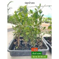 ราคา พร้อมส่ง ต้นลำแพน ความสูงเฉลี่ย 20-30 ซม. พันธุ์ไม้ชายเลน ต้นไม้ชายเลน ✅ปลูกในน้ำจืดได้ เริ่ม 2 ต้น (23831928661)
