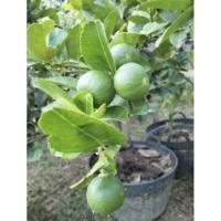 ราคา มะนาวแป้นพิจิตรกิ่งตอนขนาด50-70cm.ต้นแข็งแรงพร้อมปลูก​ให้ผลตลอดทั้งปีผลดกใหญ่​ ต้นแข็งแรงทนทานโรค (25415640655)