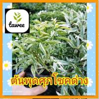 ราคา ต้นพุด​ศุภ​โชค​ด่าง​ ต้น​ศุภ​โชค​ใขด่าง​ ถุง​ช​ำ​ 4นิ้ว​ ต้น​ไม้​มงคล​ (18074895796)