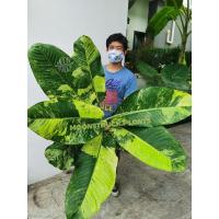 ราคา เศรษฐี​วิลสัน​ด่าง​ "มั่งมี​สิน" สิงห์​บุรี​ตัวแท้​ ฟอร์ม​สวย​ โตขึ้นลายด่างค่อยๆเยอะขึ้น​ #เศรษฐี​วิลสัน​ (12066247522)