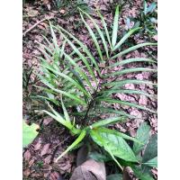 ราคา เฟิร์นปรงก้านดำ เฟิร์นป่าก้านดำ (42006770334)